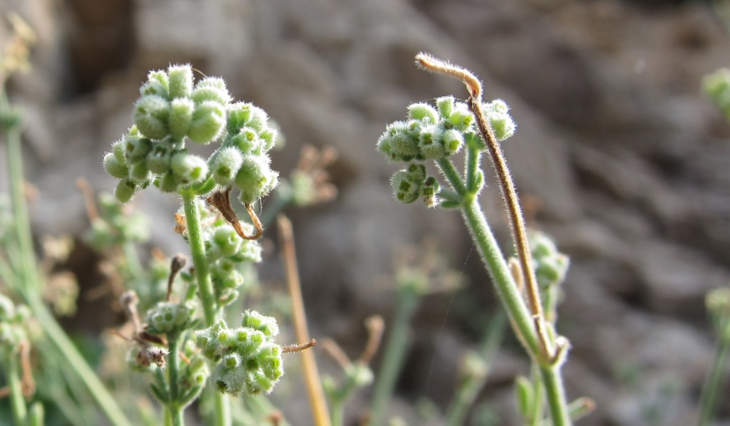 Asperula crassifolia / Stellina di Capri